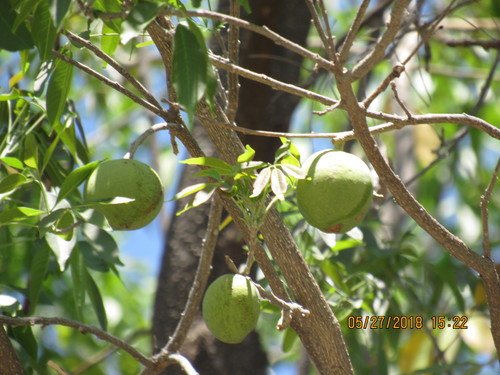 Casimiroa sapota (Woolly-leafed white sapote) — photo