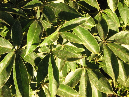 Casimiroa tetrameria (Yellow sapote) — photo