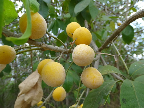 Casimiroa tetrameria