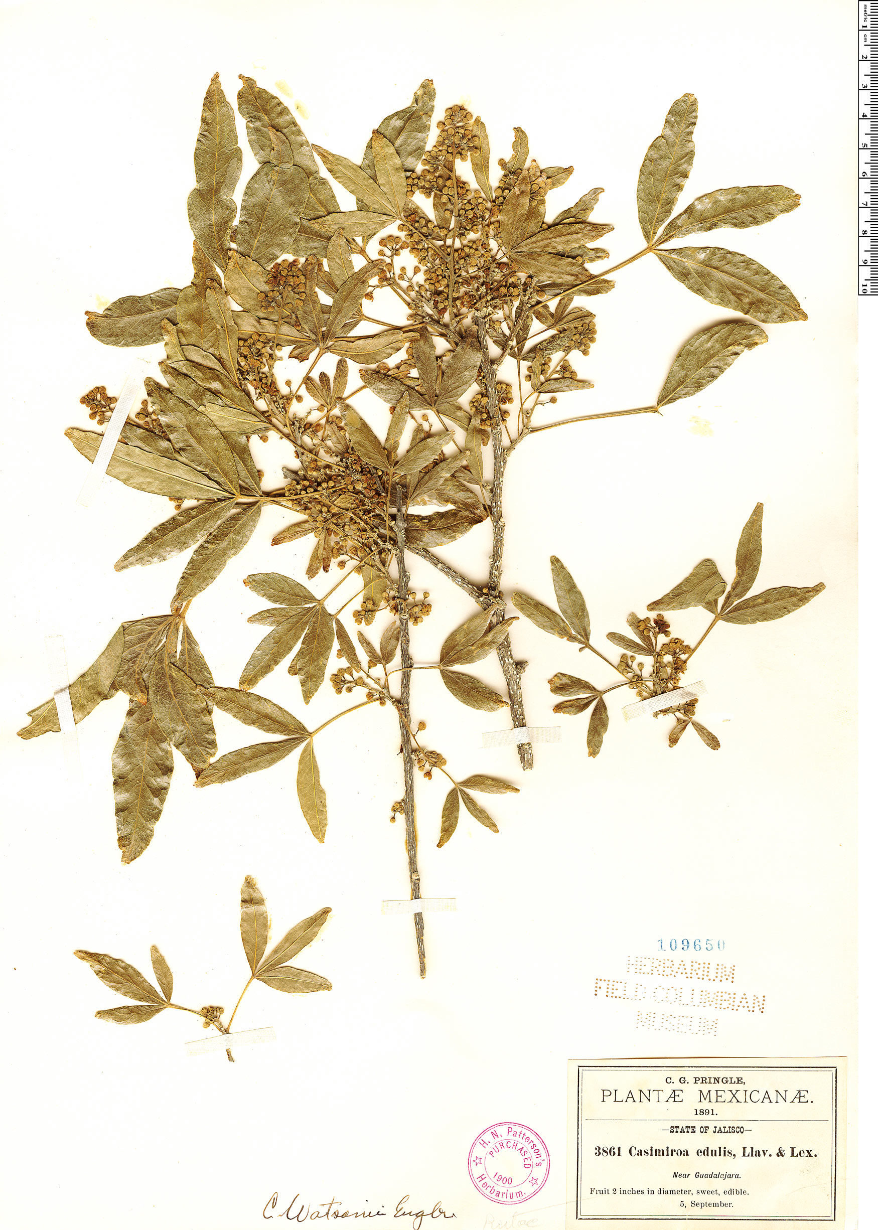 Casimiroa watsonii