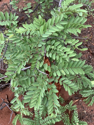 Cassia abbreviata (Long-tail cassia) — photo