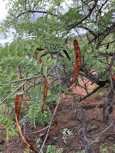 Cassia abbreviata (Long-tail cassia) — photo