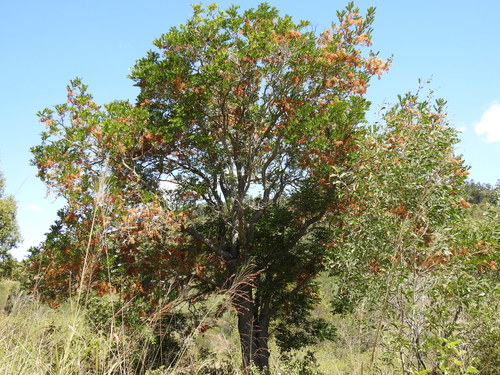 Cassia brewsteri (Leichhardt Bean) — photo