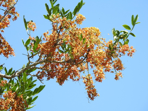 Cassia brewsteri (Leichhardt Bean) — photo