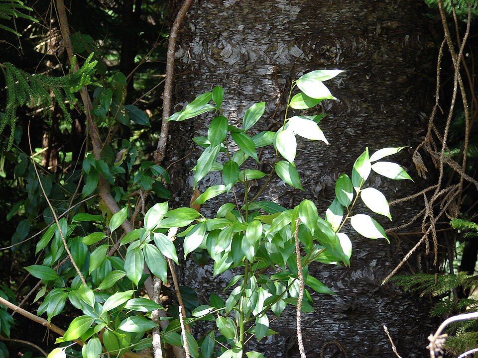 Cassia burmannii (Indonesian cassia) — photo