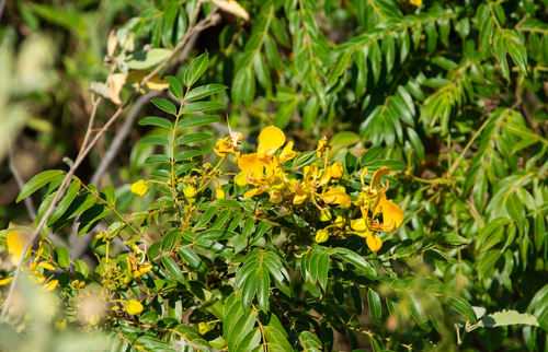 Cassia delagoensis