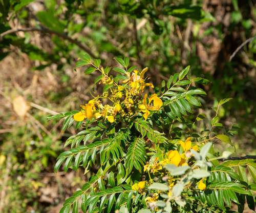 Cassia delagoensis — photo