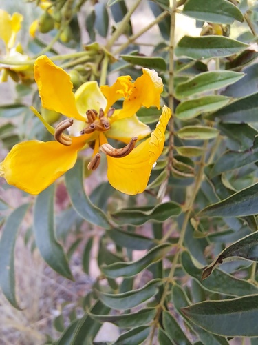 Cassia delagoensis — photo