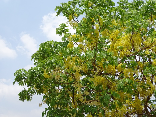 Cassia fistula (Cassia) — photo