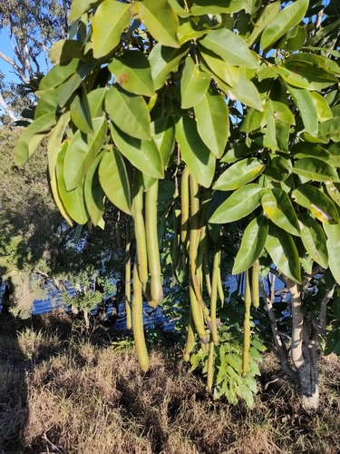 Cassia fistula (Cassia) — photo