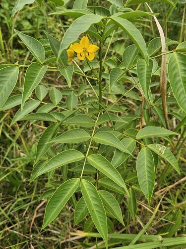 Cassia floribunda (Smooth Cassia) — photo