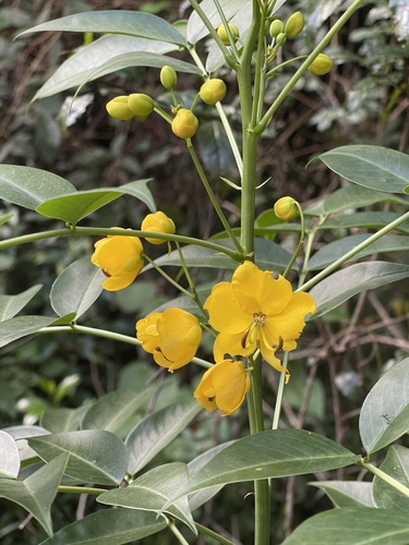 Cassia floribunda (Smooth Cassia) — photo