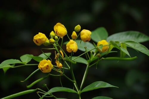 Cassia floribunda