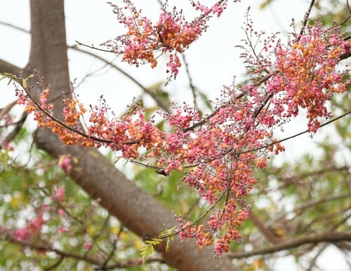 Cassia grandis (Coral shower) — photo