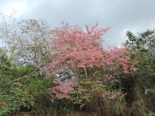 Cassia grandis (Coral shower) — photo