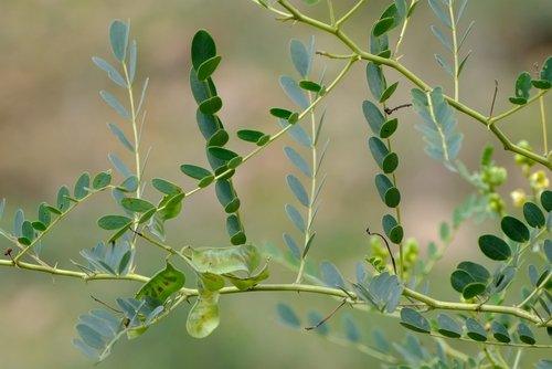 Cassia holosericea (Jangli sana) — photo