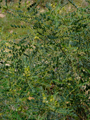 Cassia holosericea (Jangli sana) — photo