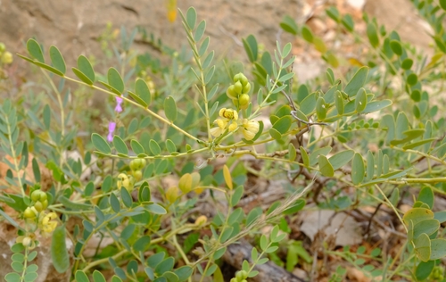 Cassia holosericea
