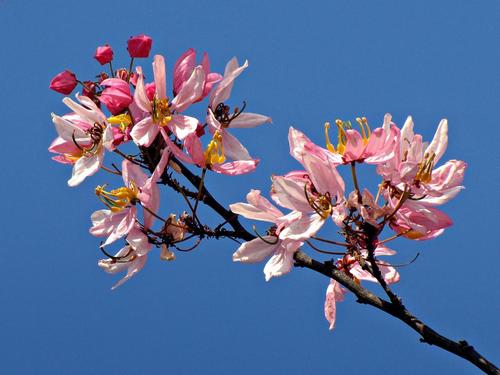 Cassia javanica (Pink-and-white shower) — photo