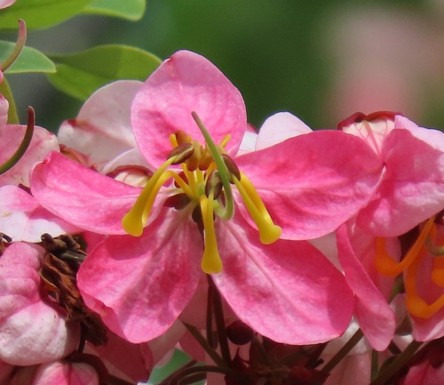 Cassia javanica (Pink-and-white shower) — photo