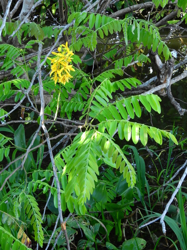 Cassia leiandra (Marimari) — photo