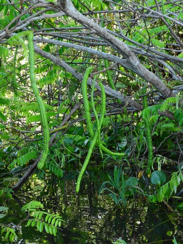 Cassia leiandra (Marimari) — photo