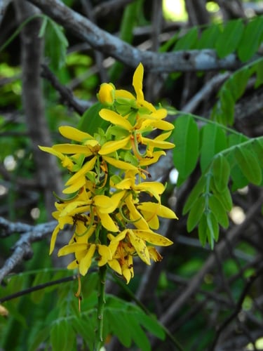 Cassia leiandra