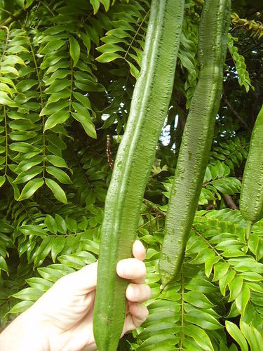 Cassia leptophylla (Timburiba) — photo