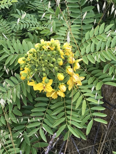 Cassia leptophylla