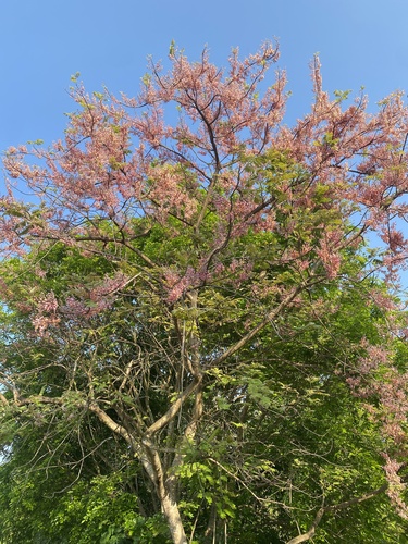 Cassia renigera