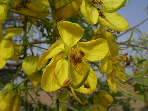 Cassia sieberiana (African Laburnum) — photo