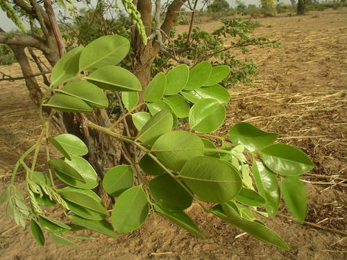 Cassia sieberiana (African Laburnum) — photo
