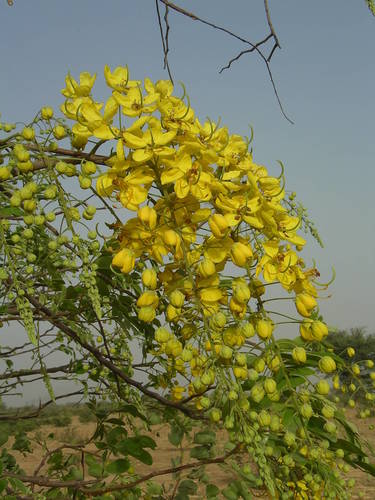 Cassia sieberiana
