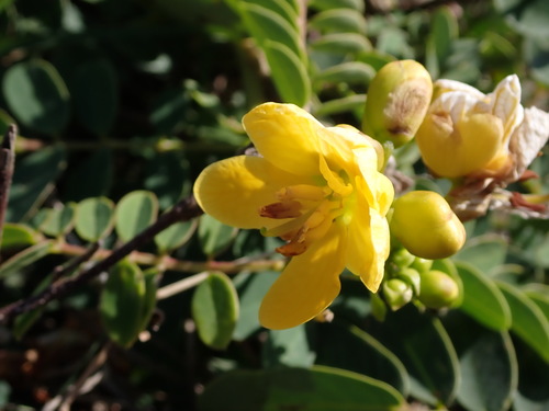 Cassia sophora — photo