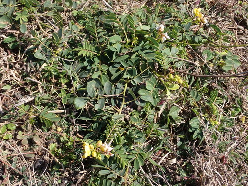 Cassia sophora — photo