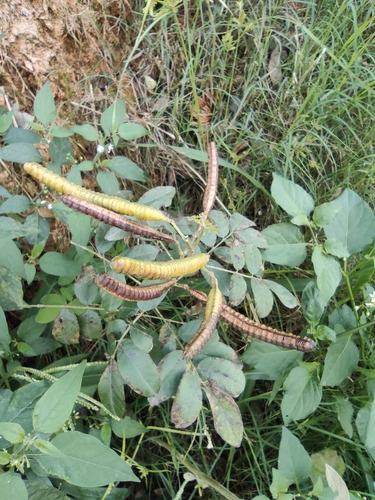 Cassia sophora