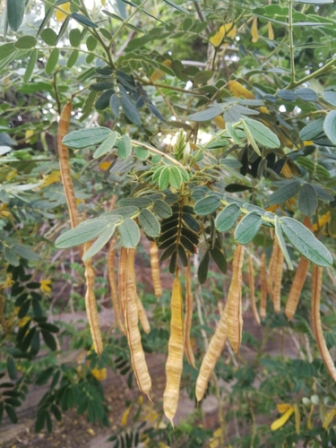 Cassia tomentosa (Downy Cassia) — photo