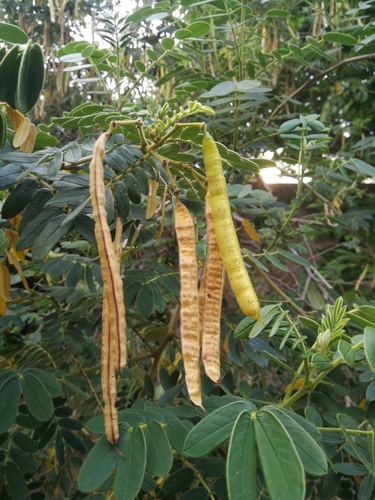 Cassia tomentosa (Downy Cassia) — photo