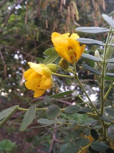 Cassia tomentosa