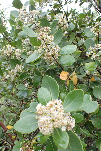 Cassine aethiopica (Cape cherry) — photo
