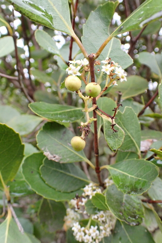 Cassine aethiopica (Cape cherry) — photo