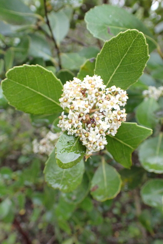 Cassine aethiopica
