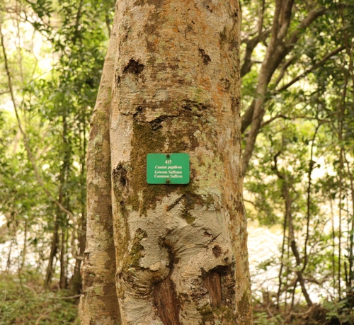 Cassine crocea (Small-leaved saffron) — photo