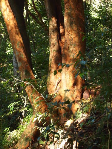 Cassine peragua (Cape cherry) — photo