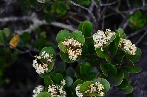 Cassine peragua (Cape cherry) — photo