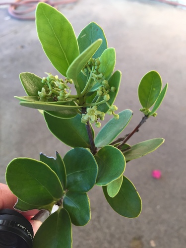 Cassine xylocarpa (Marble tree) — photo