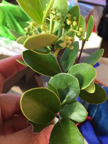 Cassine xylocarpa (Marble tree) — photo