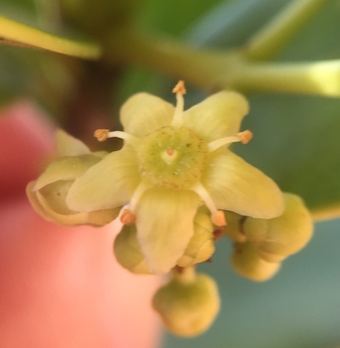 Cassine xylocarpa