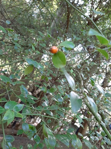 Cassinopsis ilicifolia (Lemon thorn) — photo
