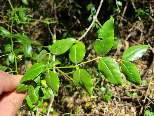Cassinopsis ilicifolia
